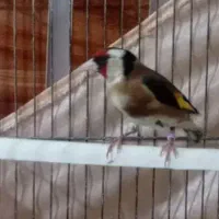 سهره بخون حلقه پا نر پس بیرون زده معاوضه با قناری
