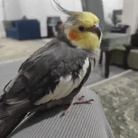 عروس هلندی گم شده