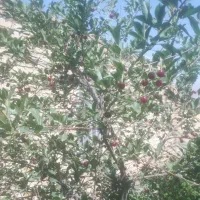 باغ گل محمدی و درختان میوه|فروش دفتر صنعتی، کشاورزی، تجاری|برزک, |دیوار