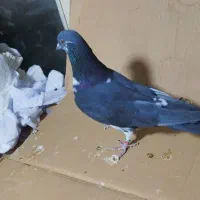 کبوتر قاره نر پرشی مفلق ازبلندی گرفتم|پرنده|تهران, مولوی|دیوار