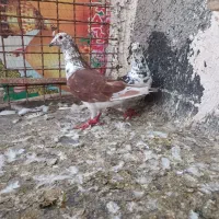 سوسکی بزک