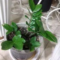 گل طبیعی|گل و گیاه طبیعی|شاهین‌شهر, فردوسی|دیوار