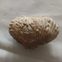 فسیل زیبا و با ارزش|کلکسیون اشیاء عتیقه|نیشابور, فردوس شمالی|دیوار