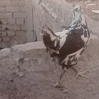 مرغ وخروس|حیوانات مزرعه|قم, ولیعصر|دیوار