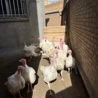 بوقلمون گوشتی وزن ۸ تا ۱۰ کیلو