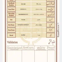 کره مادیان