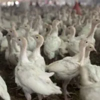 جوجه درجه یک سنگین وزن بوقلمون|حیوانات مزرعه|بیرجند, |دیوار