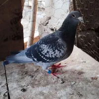 جفت پلاکی ماده جان آردن نربلژیک|پرنده|کارون, |دیوار