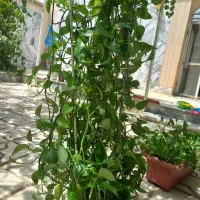گل طبیعی|گل و گیاه طبیعی|گلبهار, شهر جدید گلبهار|دیوار