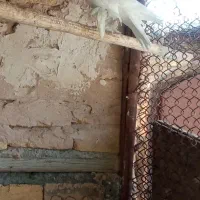 کبوتر زینتی