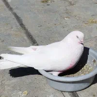 کبوتر نر سفید چشم نوک سفید
