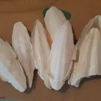 قفس پرنده واکسسوری|لوازم جانبی حیوانات|پردیس, فاز ۱|دیوار