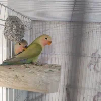 یک جفت کوتوله