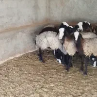 فروش میش شال|حیوانات مزرعه|اردستان, |دیوار