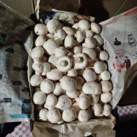 قارچ خوراکی