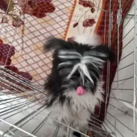 سگ شینزواصیل|سگ|مشهد, قائم|دیوار