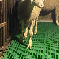 گوسفند لاکن