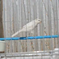 قناری نر سفید کاکلی