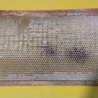 پوکه زنبور عسل