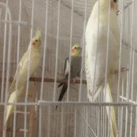 عروس هلندی|پرنده|کاشان, فین بزرگ|دیوار