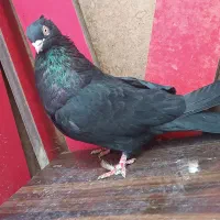 کبوتر سرخ زاغ|پرنده|زیباشهر, |دیوار