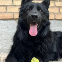 سگ ژرمن|سگ|سمنان, |دیوار