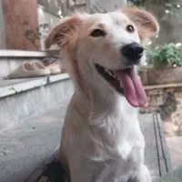 واگذاری رایگان سگ|سگ|آمل, |دیوار