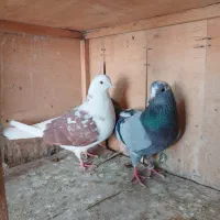 کفتر|پرنده|ملارد, |دیوار