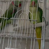 گرینچیک سرلاکی ملنگو رنگی شاه طوطی خورشیدی راهب|پرنده|شیراز, شهرک گلها|دیوار