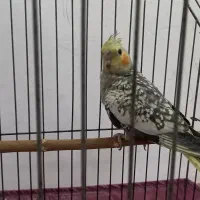 دوعدد جوجه عروس هلندی|پرنده|پاکدشت, شهرک امام رضا|دیوار