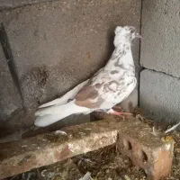 یه کبوتر نر جوان