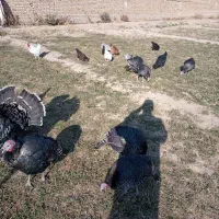 بوقلمون برنز|پرنده|دشتابی, |دیوار