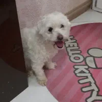 سگ سفید خارجکی|سگ|سیرجان, |دیوار