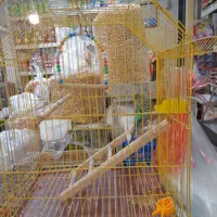 مرغ عشق