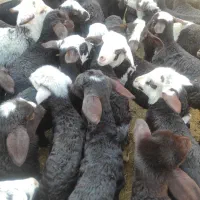 بره شیری آغوز خورده|حیوانات مزرعه|قم, ولیعصر|دیوار