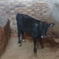 گوساله ماده