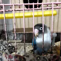 طوطی برزیلی دستی جنسیت نر ماسک دار