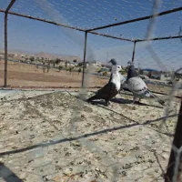 جوجه کلاغ کاکلی جفت سبز|پرنده|تربت‌حیدریه, منظر|دیوار