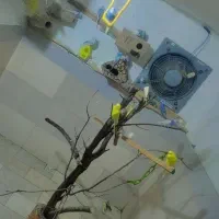 مرغ عشق و کوتوله برزیلی