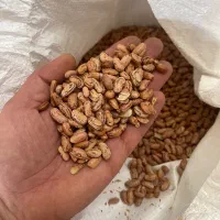 چیتی خارجی ۵۰۰ کیلو|خوردنی و آشامیدنی|تبریز, |دیوار
