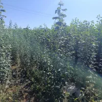 نهال های پربار با تنوع بالا با شهر نهال|خدمات باغبانی و درختکاری|مریوان, |دیوار