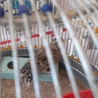 فروش سهره خاکی