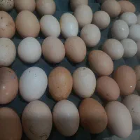 تخم مرغ محلی