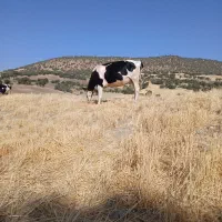 گاو|حیوانات مزرعه|گهواره, |دیوار