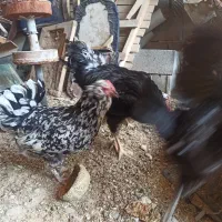 تخم مرغ و جوجه گلین|حیوانات مزرعه|مرودشت, پشت سایپا|دیوار