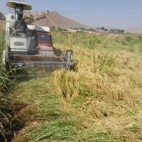برنج دم سیاه