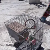 قفس عروس هلندی|پرنده|قدس, |دیوار