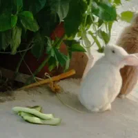 واگذاری رایگان خرگوش خانگی یکساله شکلاتی و سفید