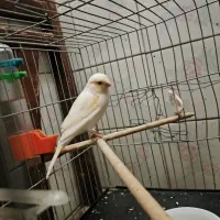 قناری نر و ماده|پرنده|قدس, شهرقدس|دیوار