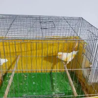 قناری موزاییکی